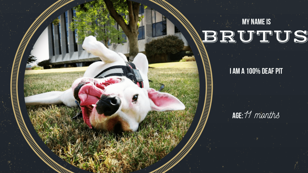 Off Leash K9 Training of Memphis Dog Obedience Training & Behavior