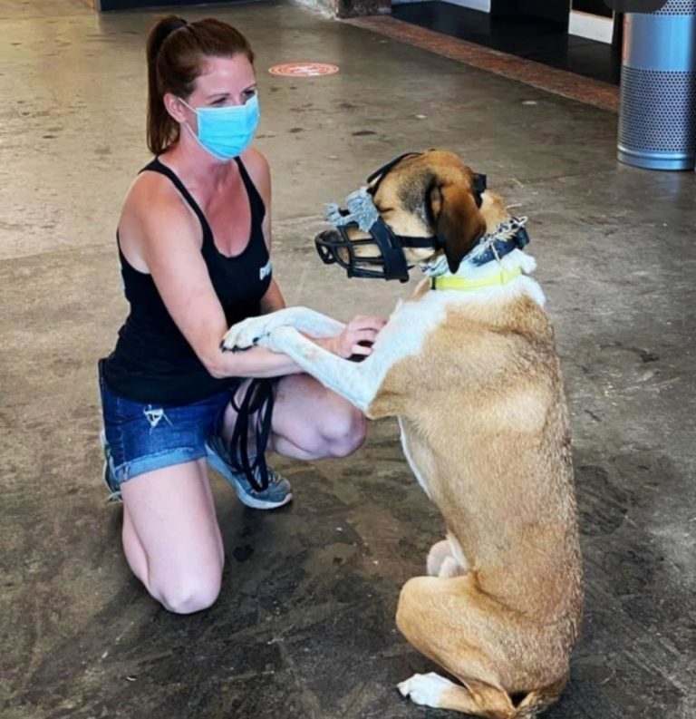 Plans & Pricing Off Leash K9 Training of Memphis