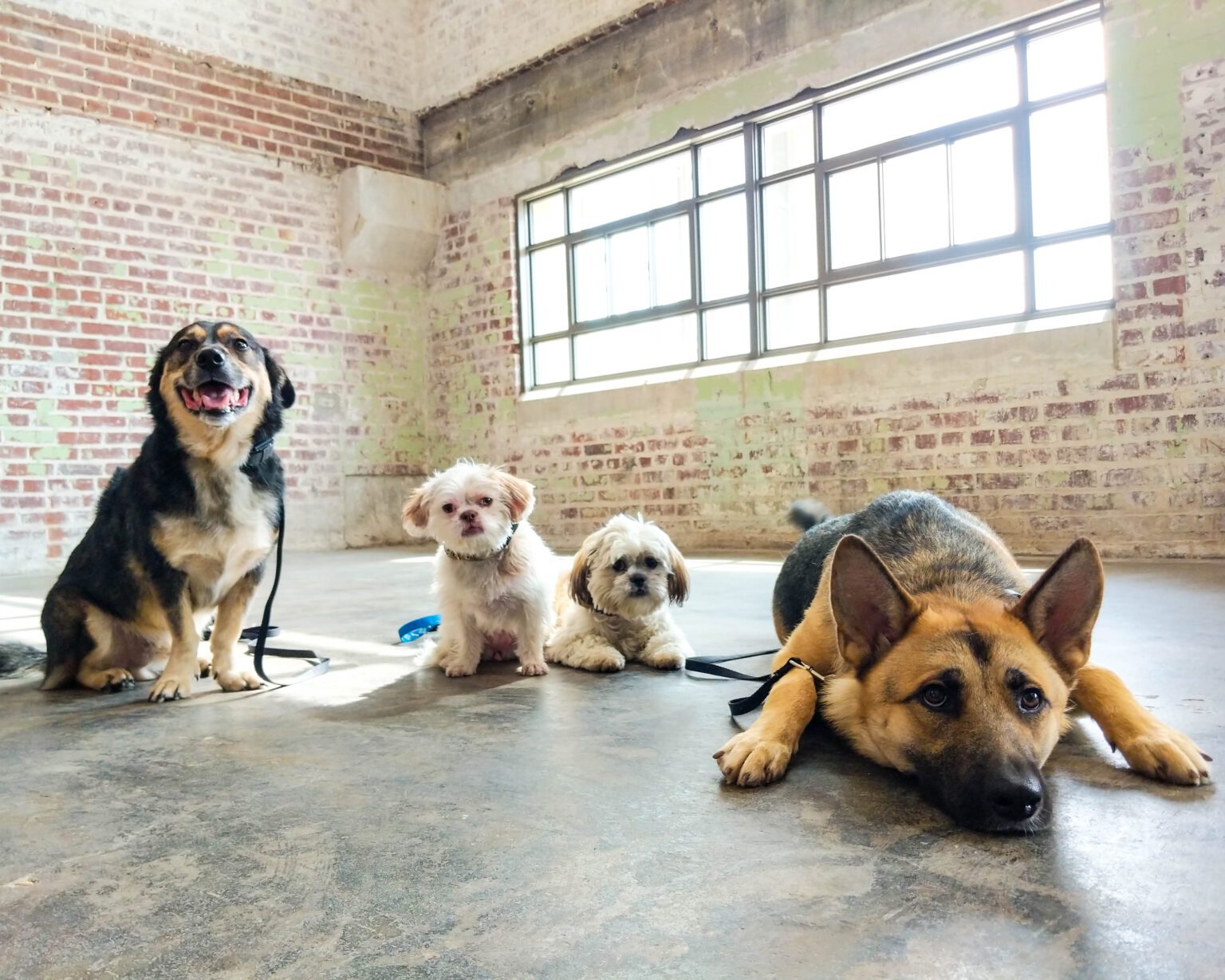 Plans & Pricing Off Leash K9 Training of Memphis