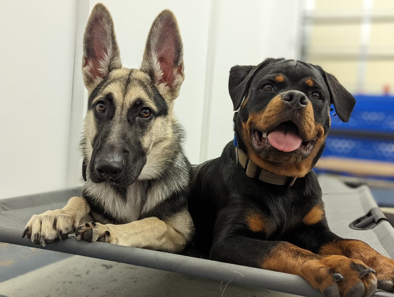 Plans & Pricing Off Leash K9 Training of Memphis