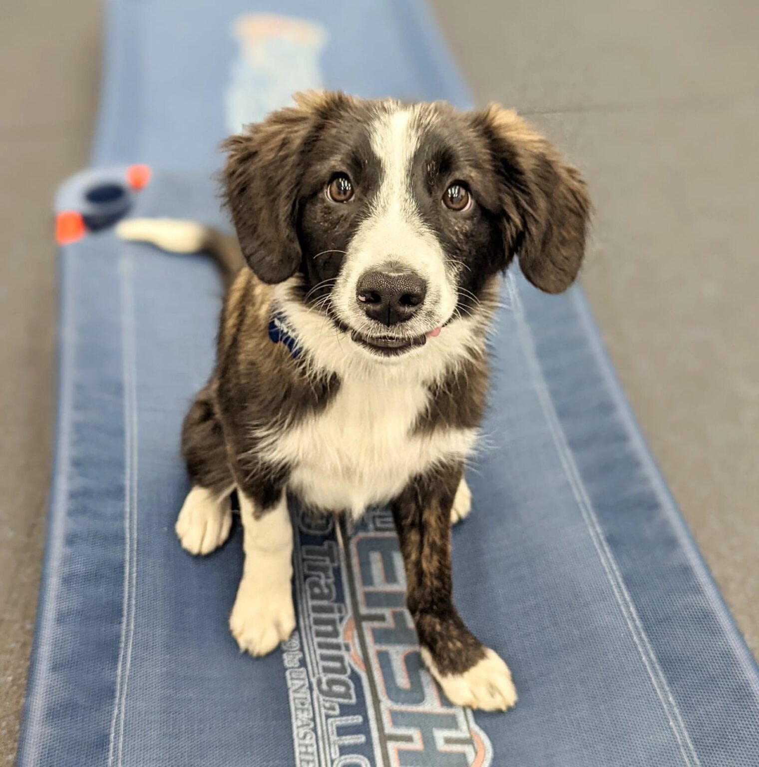 Plans & Pricing Off Leash K9 Training of Memphis